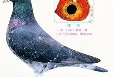 李诞最新爆料信鸽照片,揭秘娱乐圈幕后故事