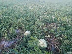 吃瓜论坛有哪些