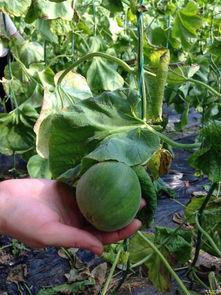 吃瓜论坛有哪些